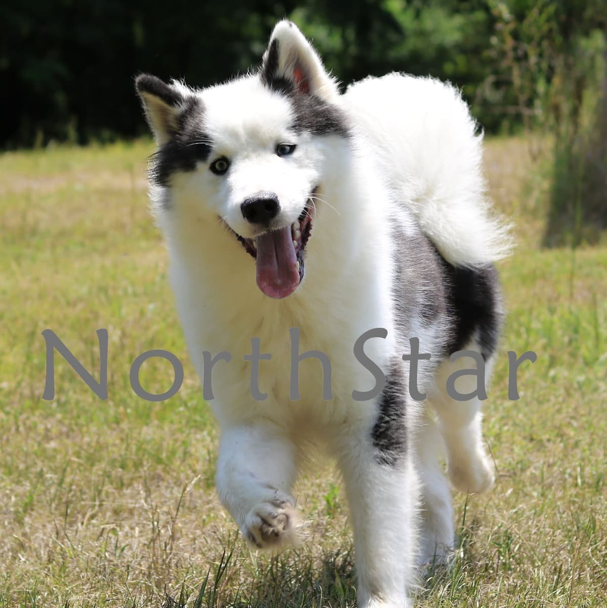 Yakutian Laika puppies America's Foundation Kennel breeder image 9