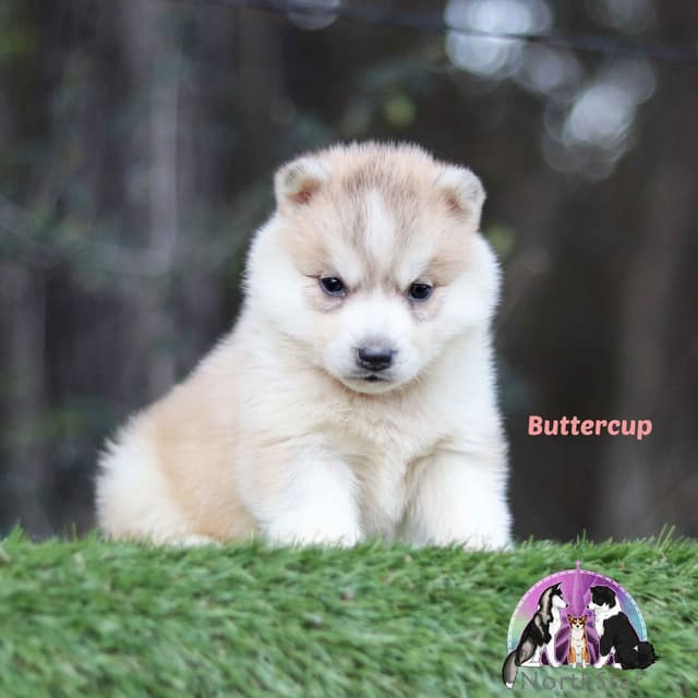 Siberian Husky Puppies media 2