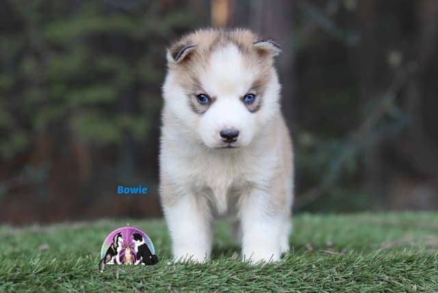 Siberian Husky Puppies media 3