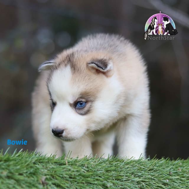 Siberian Husky Puppies media 4