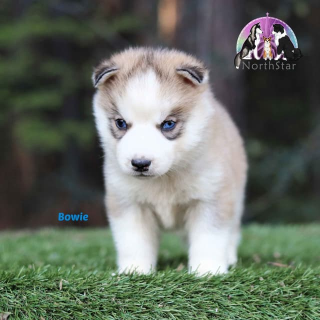 Siberian Husky Puppies media 6