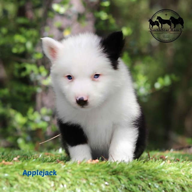 Yakutian Laika puppies  America's Foundation Kennel media 2