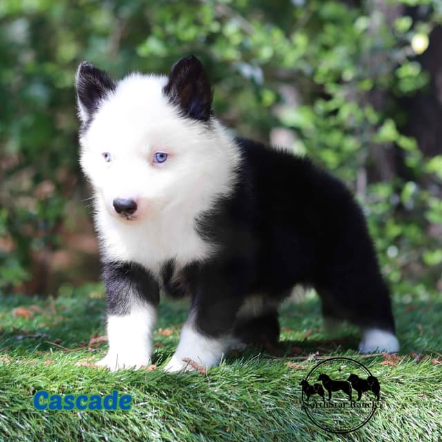 Yakutian Laika puppies  America's Foundation Kennel media 3