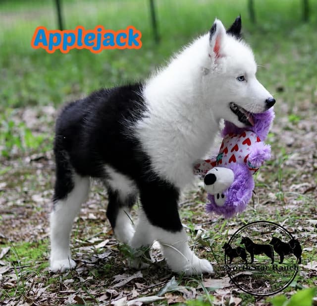 Yakutian Laika Puppies Texas delivery possible media 2