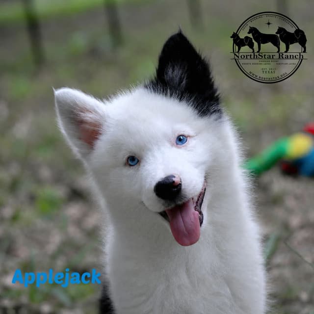 Yakutian Laika Puppies Texas delivery possible media 3
