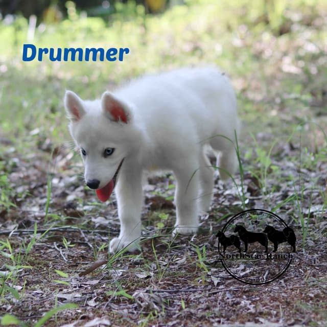 Yakutian Laika Puppies Texas delivery possible media 4