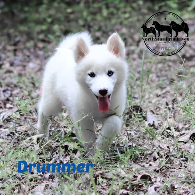 Yakutian Laika Puppies Texas delivery possible media 6
