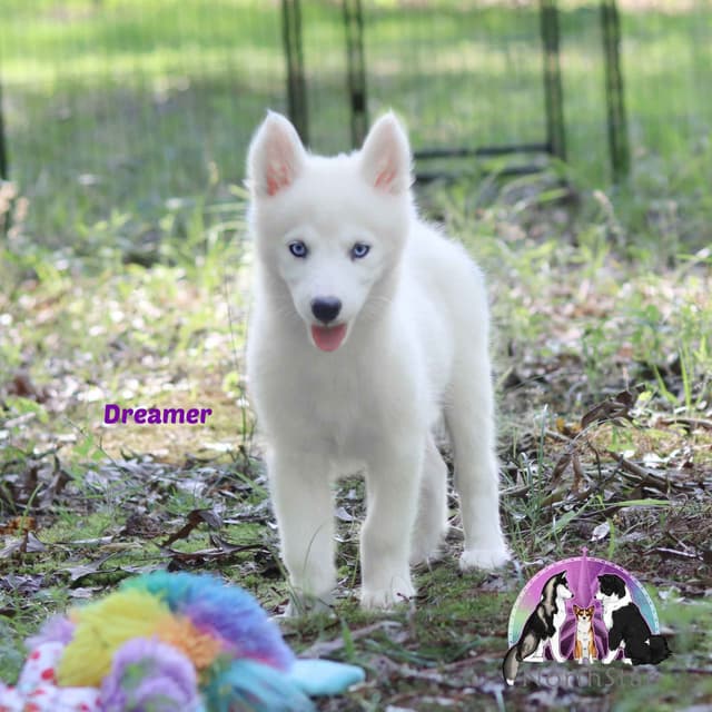 Yakutian Laika Puppies Texas delivery possible media 8