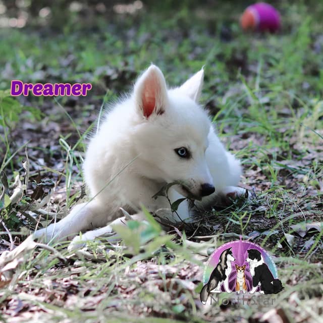 Yakutian Laika Puppies Texas delivery possible media 9