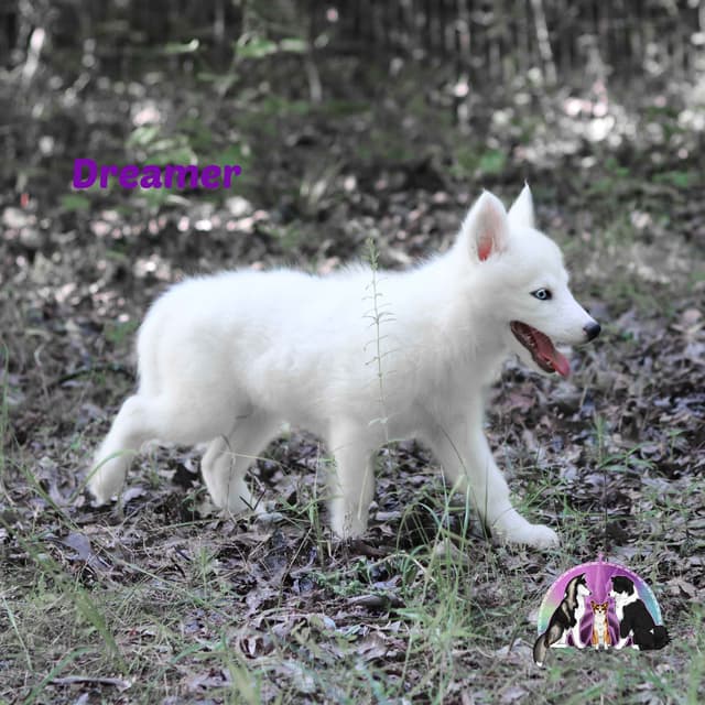 Yakutian Laika Puppies Texas delivery possible media 10
