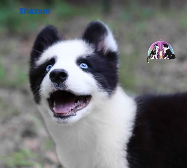 Yakutian Laika puppies  America's Foundation Kennel media 4