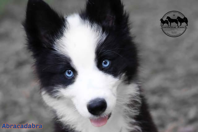 Yakutian Laika puppies  America's Foundation Kennel media 5