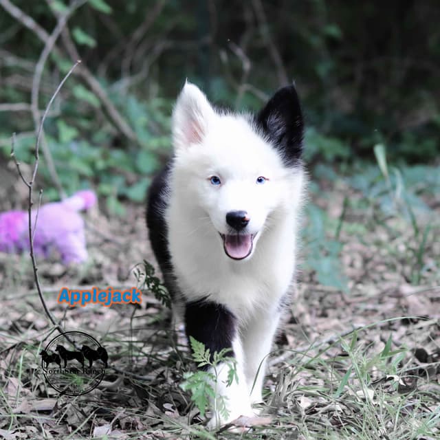 Yakutian Laika puppies  America's Foundation Kennel media 6