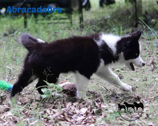 Yakutian Laika puppies  America's Foundation Kennel media 8
