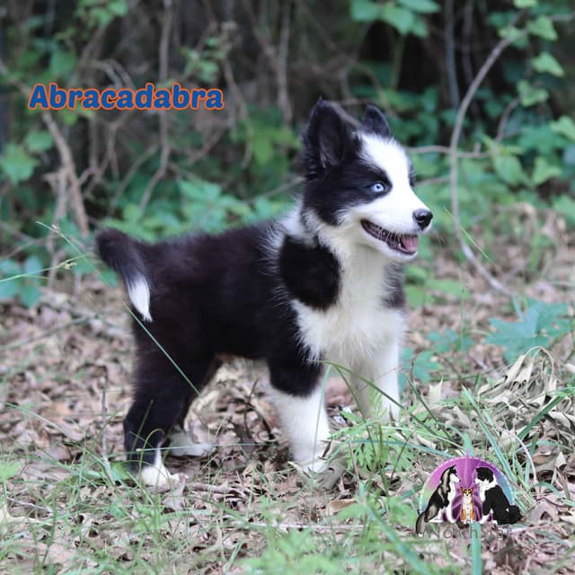 Yakutian Laika puppies  America's Foundation Kennel media 9