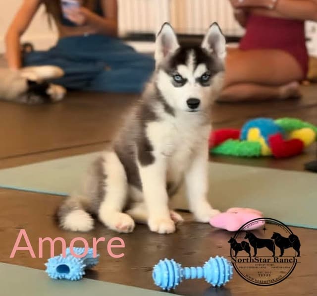 Siberian Husky Puppies media 2