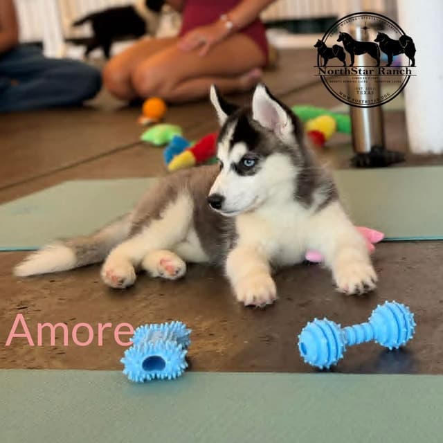 Siberian Husky Puppies media 3