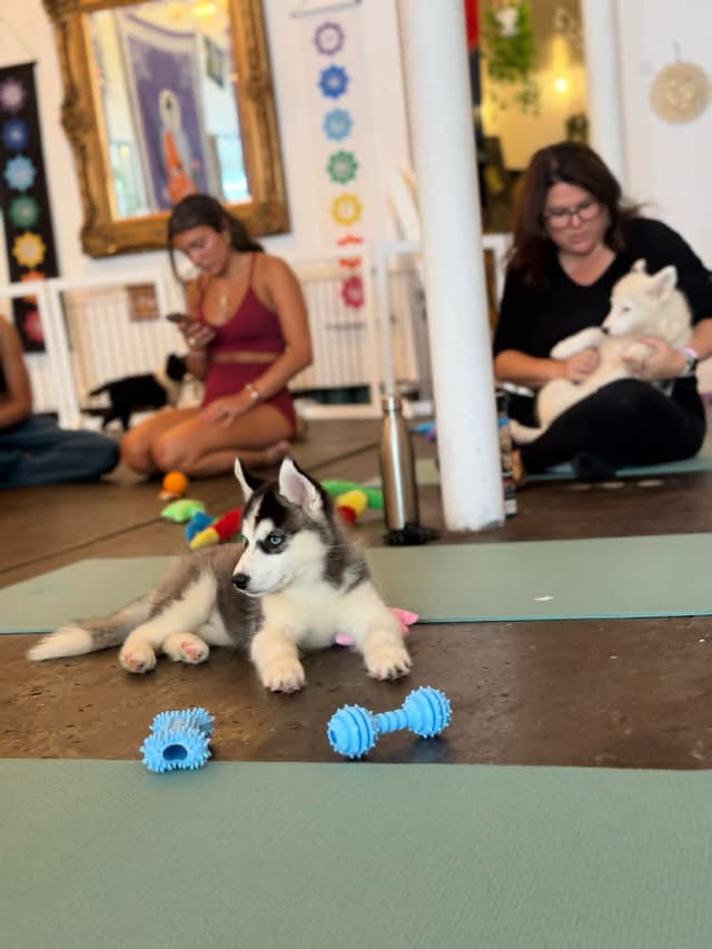 Siberian Husky Puppies media 4