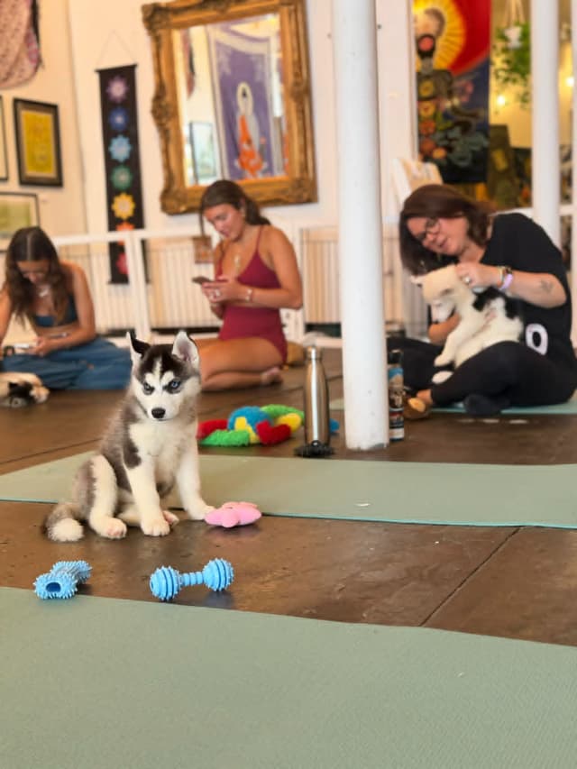 Siberian Husky Puppies media 5