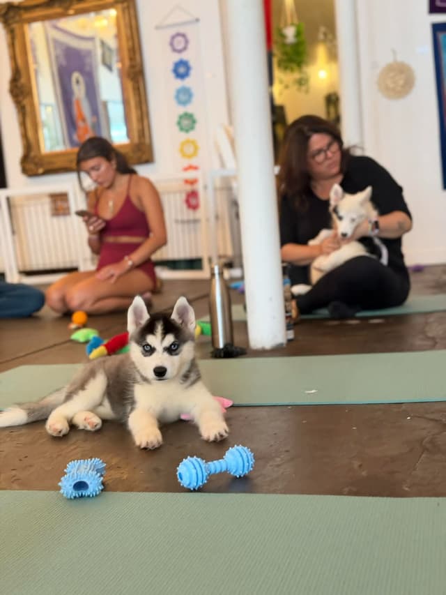 Siberian Husky Puppies media 6