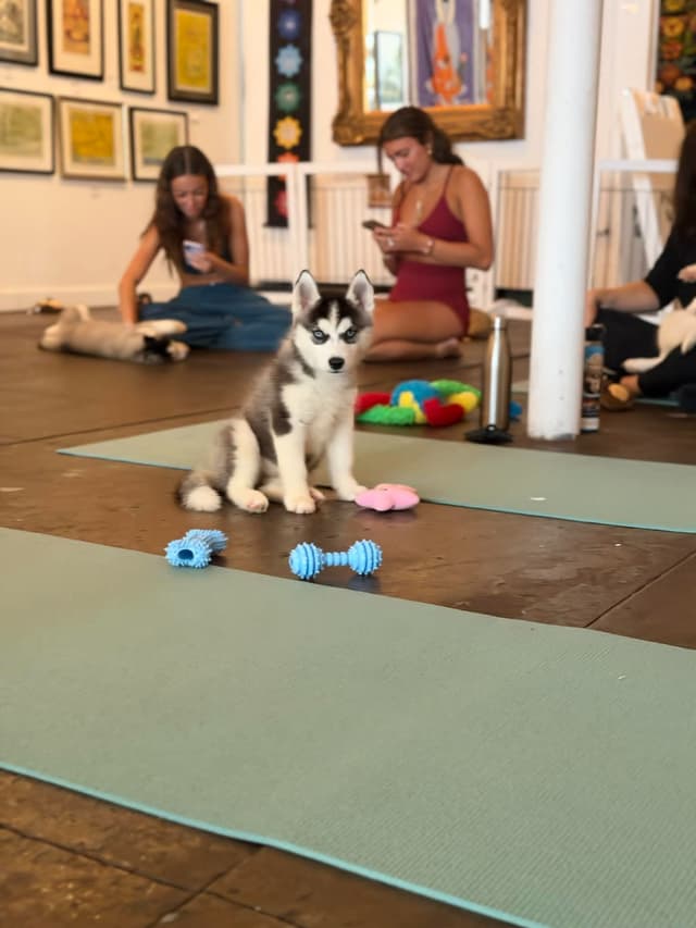 Siberian Husky Puppies media 7