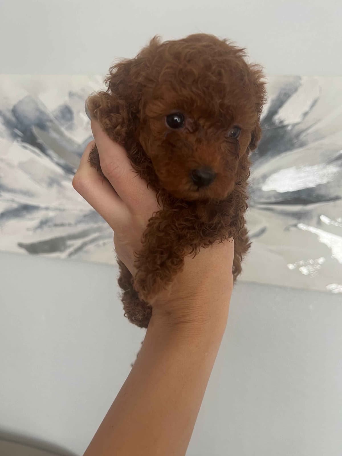 Poodle Puppies breeder image 1
