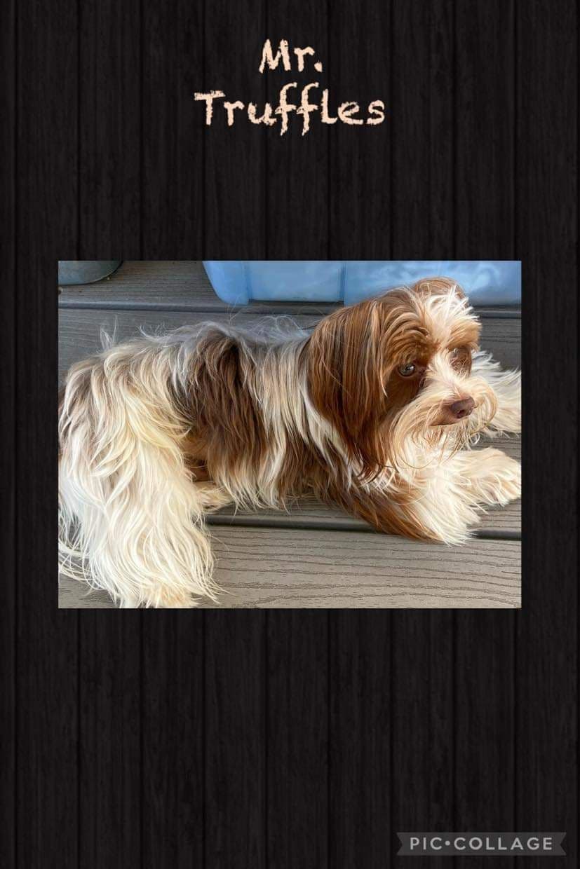 Yorkshire Terrier Puppies breeder image 1
