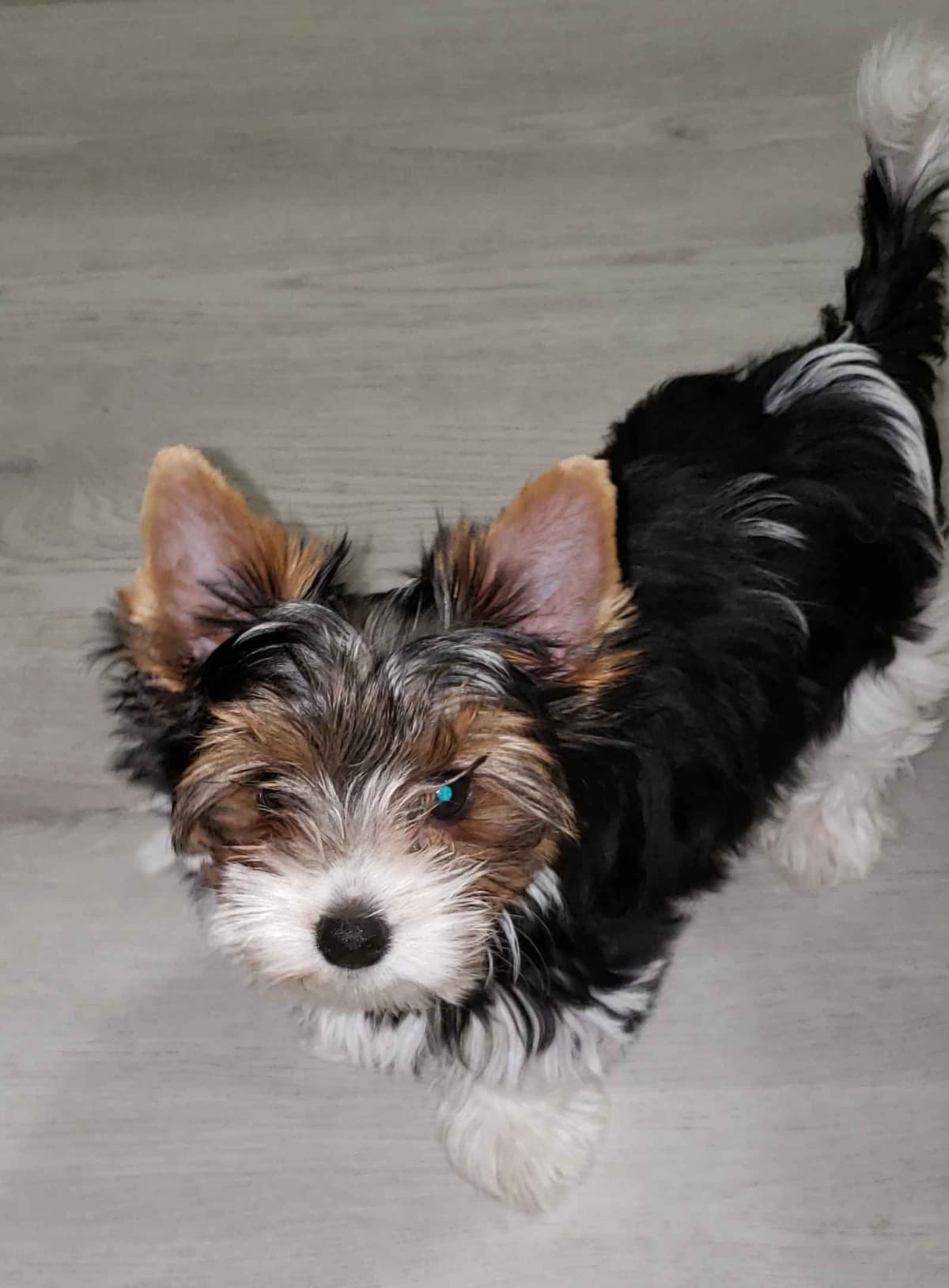 Yorkshire Terrier Puppies breeder image 2