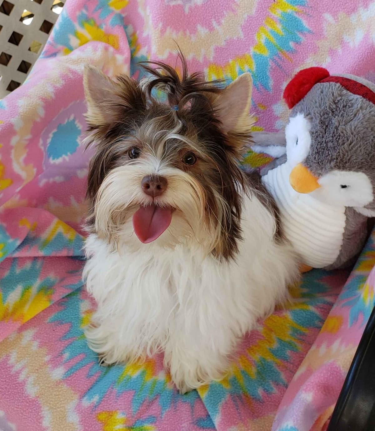 Yorkshire Terrier Puppies breeder image 3