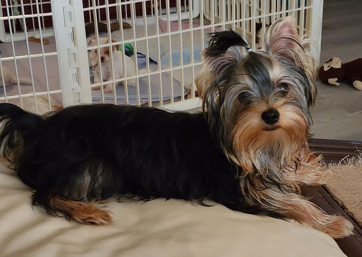 Yorkshire Terrier Puppies breeder image 4