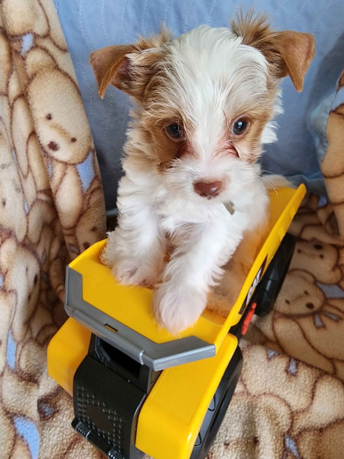 Yorkshire Terrier Puppies breeder image 8