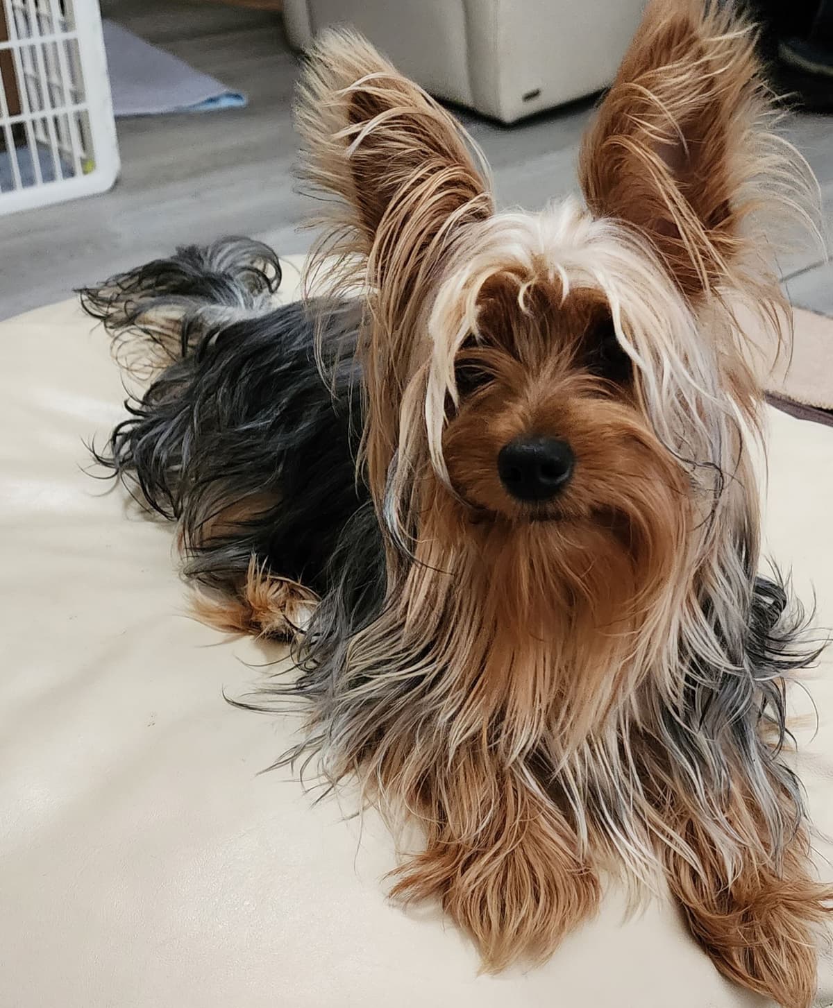 Yorkshire Terrier Puppies breeder image 10
