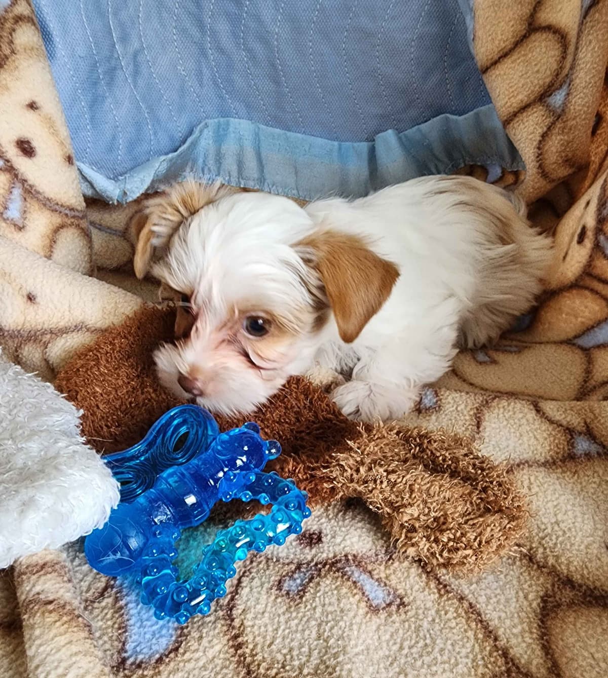 Yorkshire Terrier Puppies breeder image 11