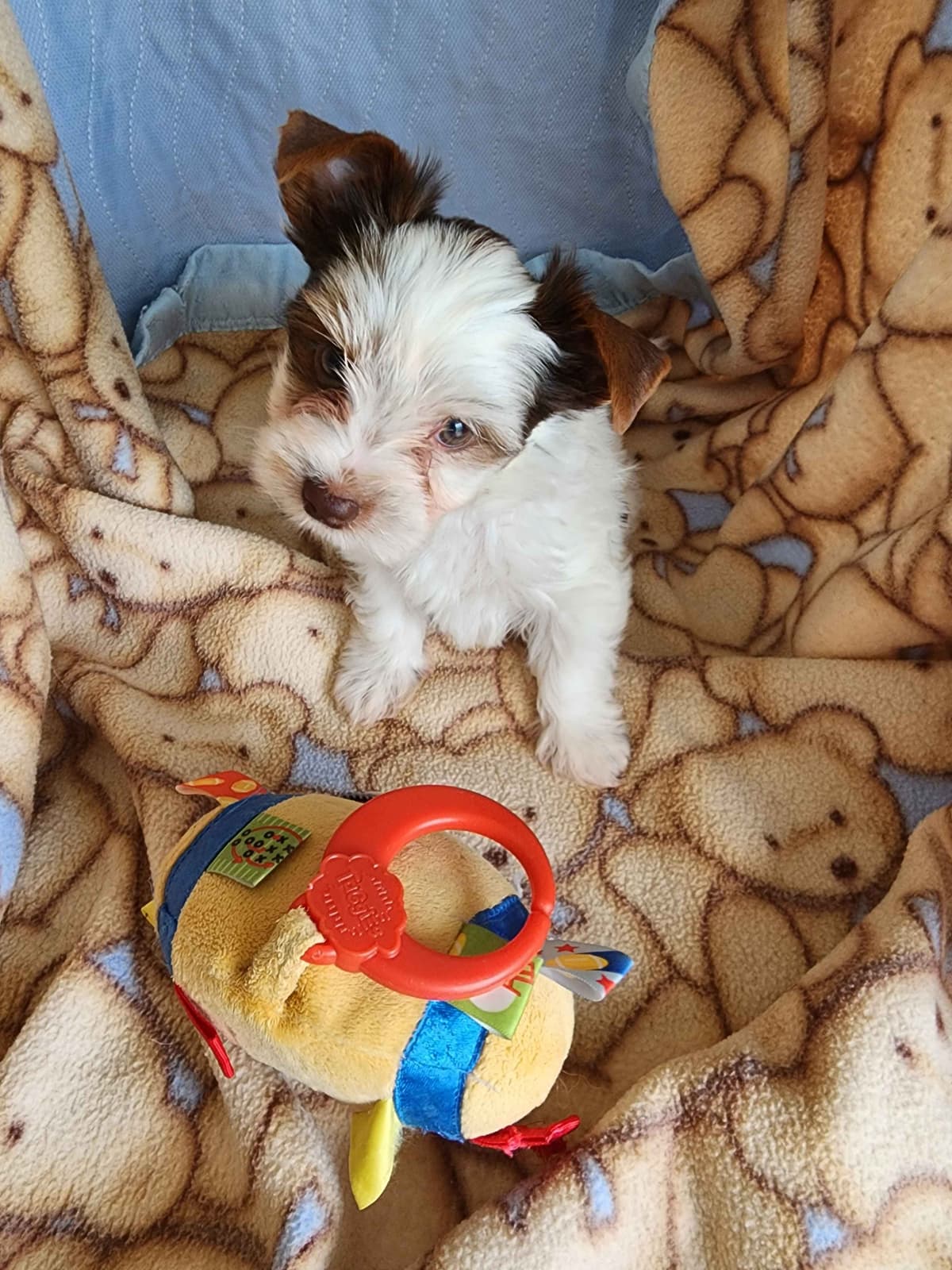 Yorkshire Terrier Puppies breeder image 12