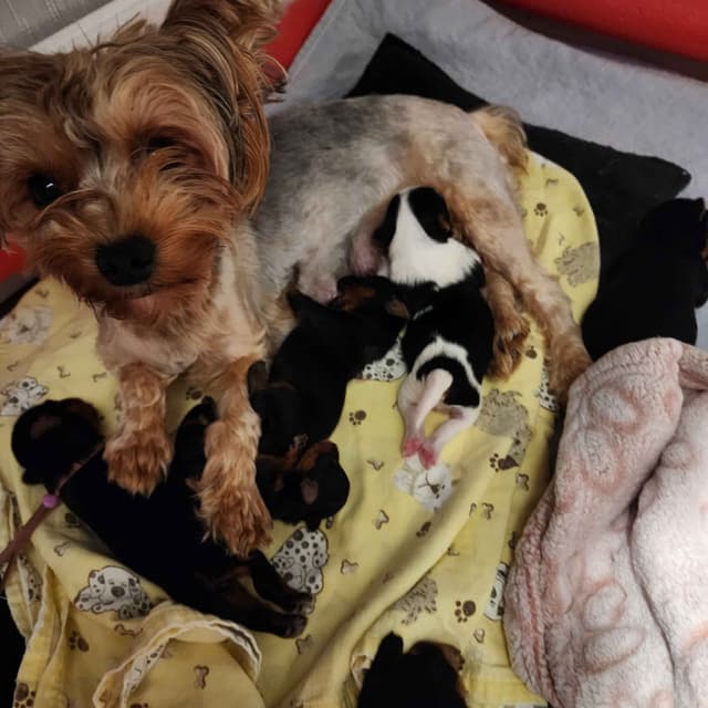 Yorkshire Terrier Puppies media 2