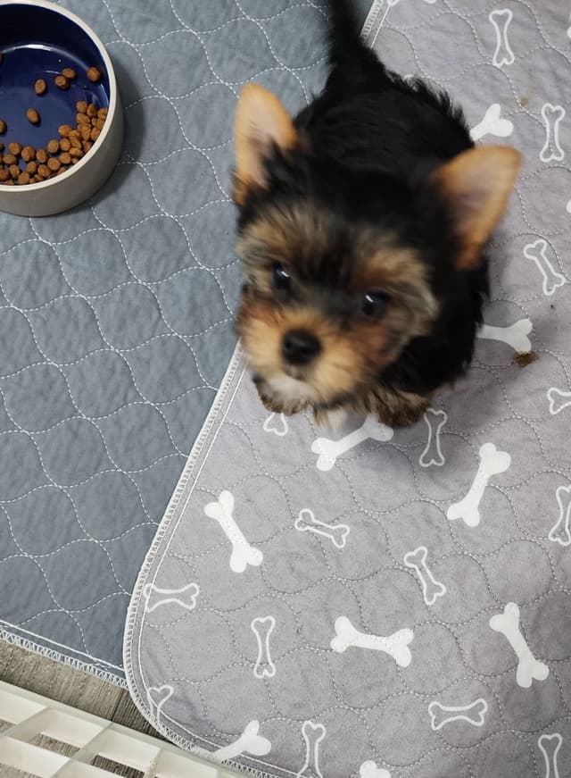 Yorkshire Terrier Puppies media 3