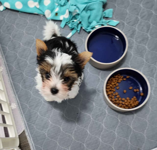 Yorkshire Terrier Puppies media 4