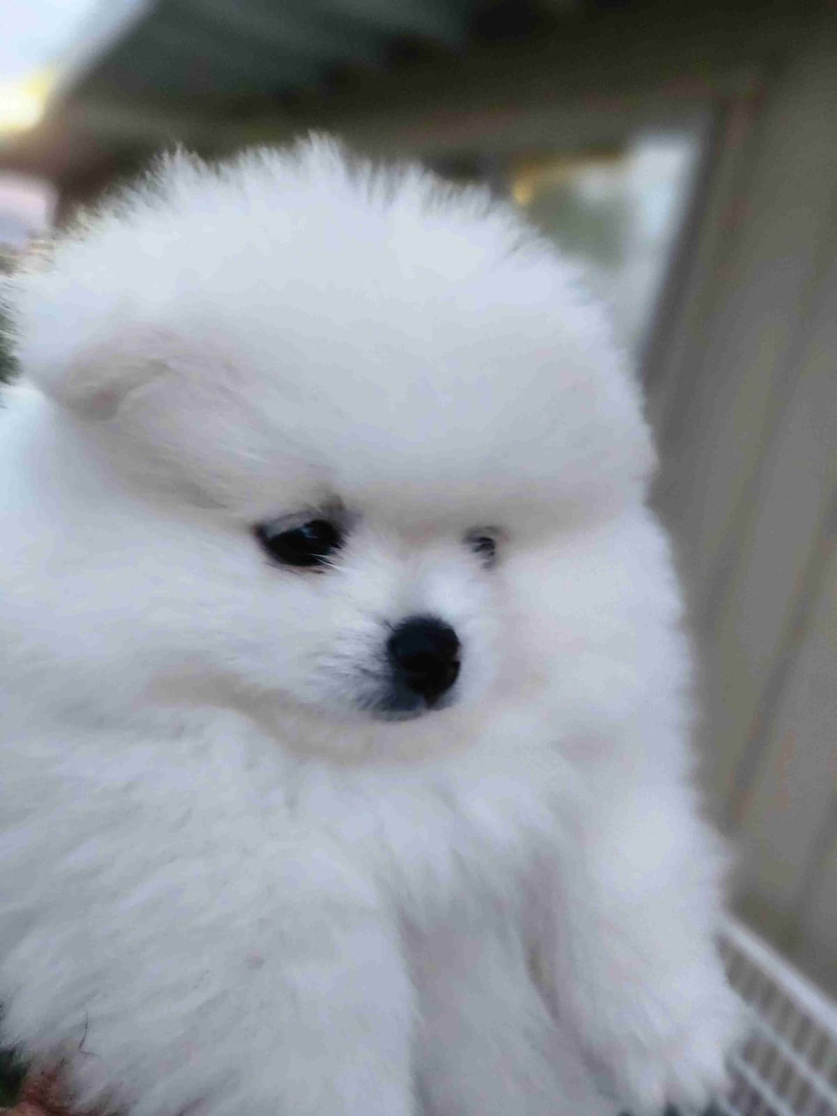 Pomeranian Puppies breeder image 2