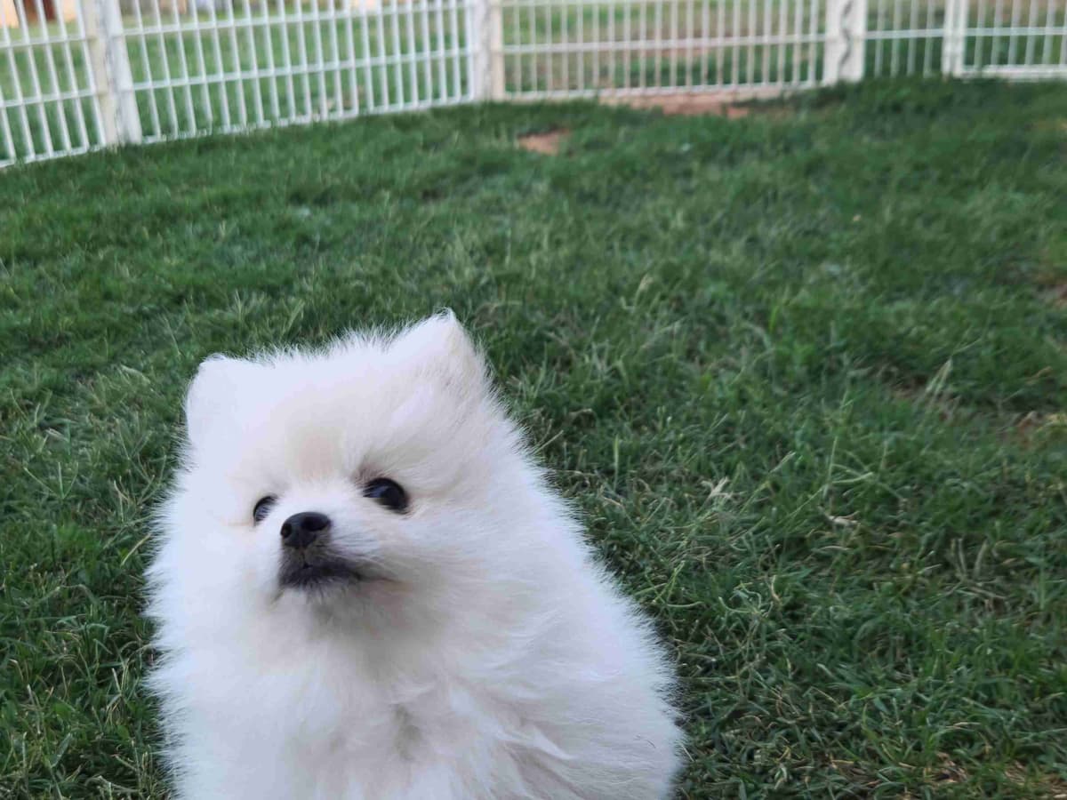 Pomeranian Puppies breeder image 3