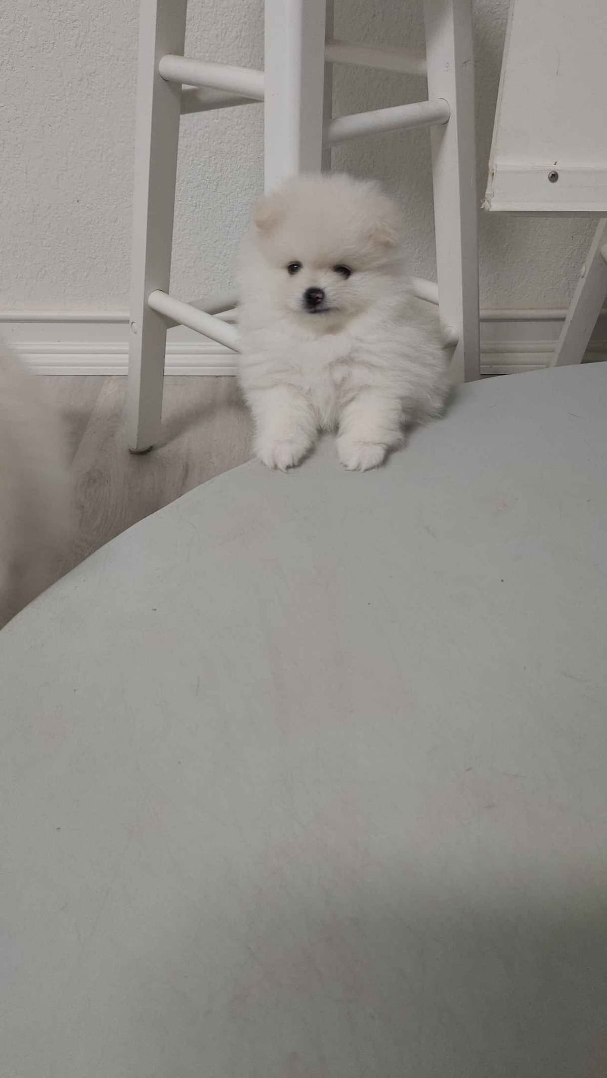 Pomeranian Puppies breeder image 4