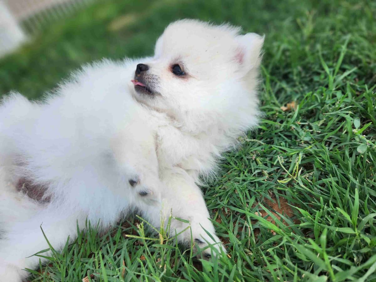 Pomeranian Puppies breeder image 5