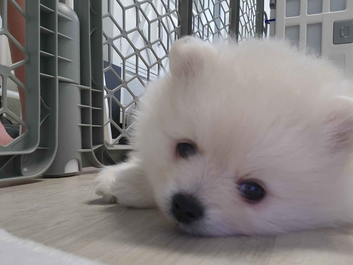 Pomeranian Puppies breeder image 7