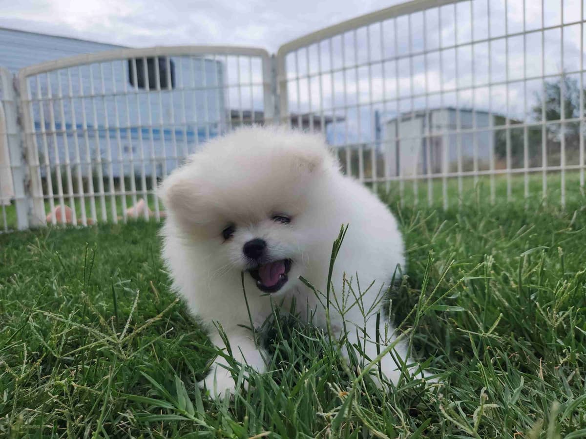Pomeranian Puppies breeder image 8