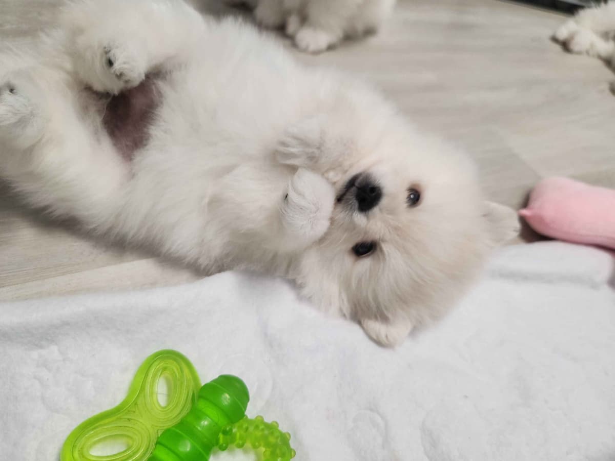 Pomeranian Puppies breeder image 9