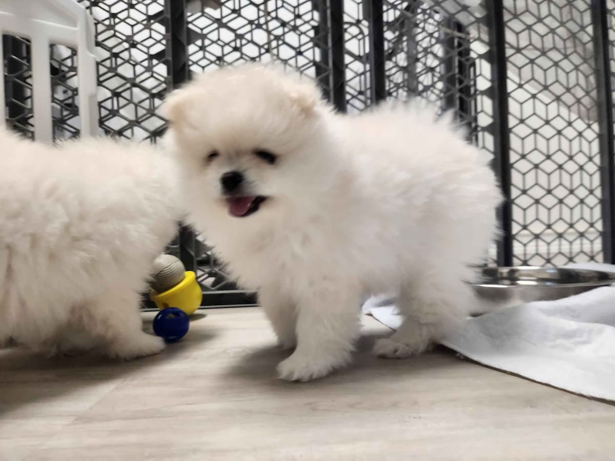 Pomeranian Puppies breeder image 10
