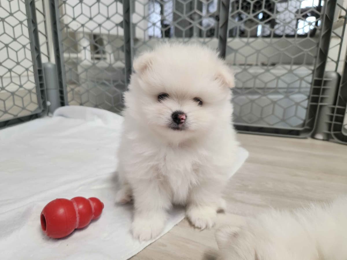 Pomeranian Puppies breeder image 11