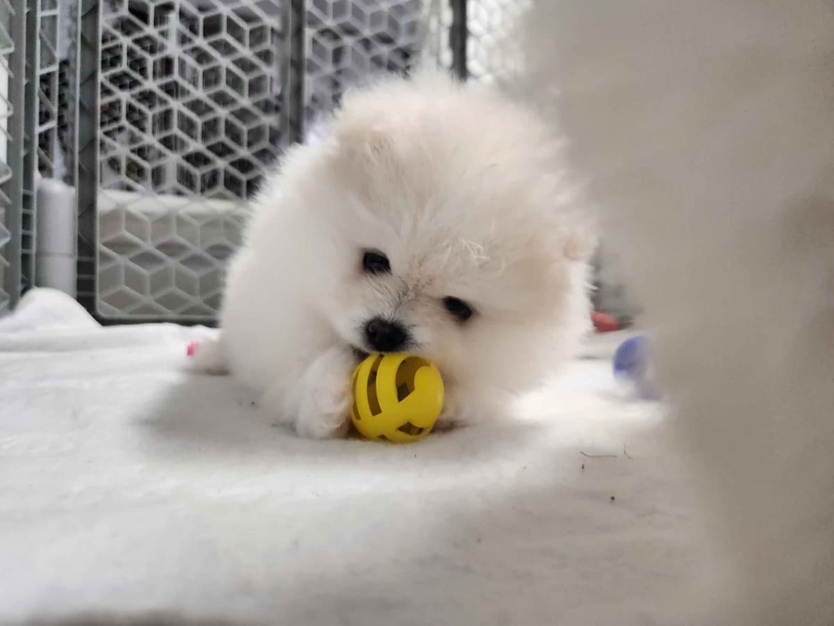 Pomeranian Puppies breeder image 12