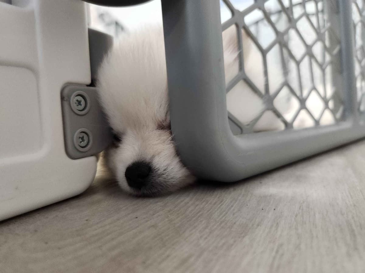 Pomeranian Puppies breeder image 13