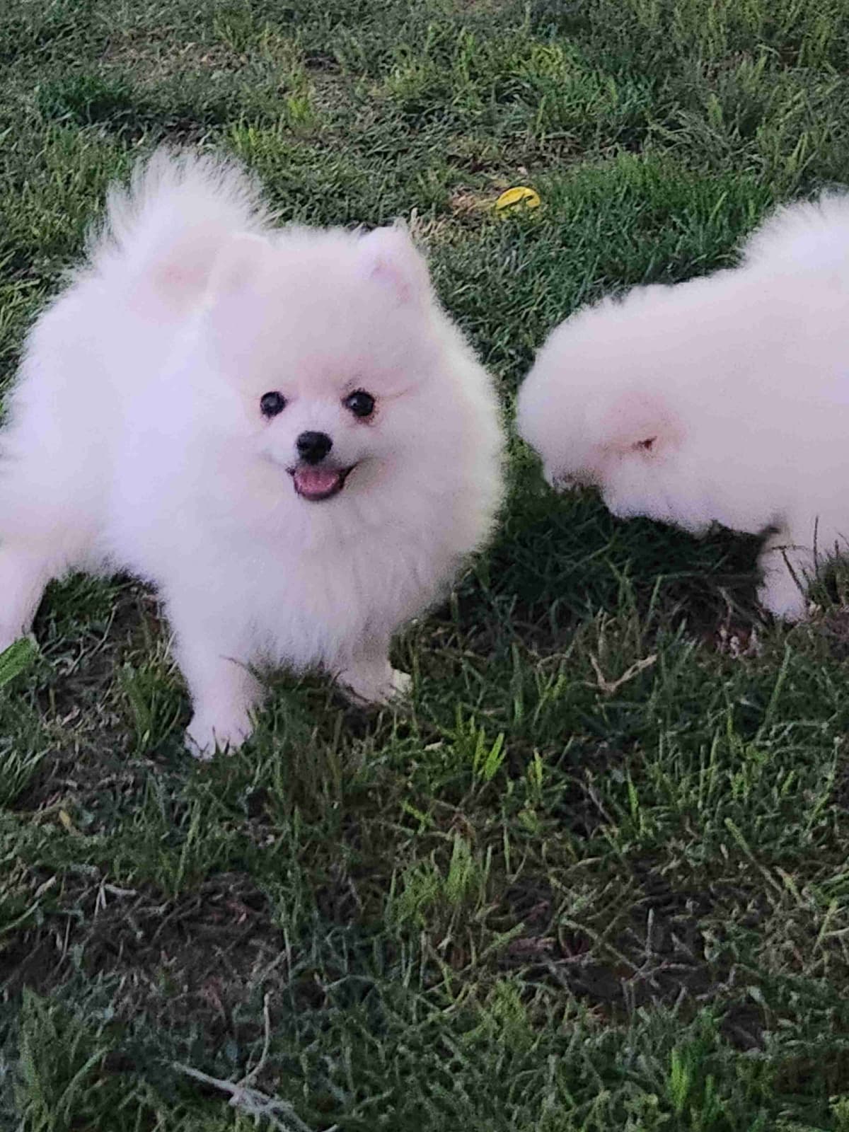 Pomeranian Puppies breeder image 14