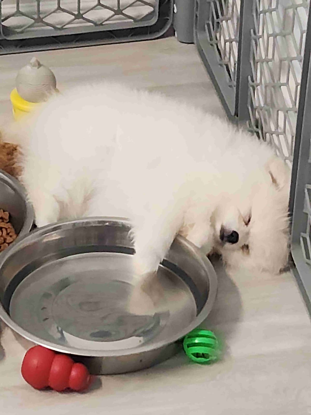 Pomeranian Puppies breeder image 15